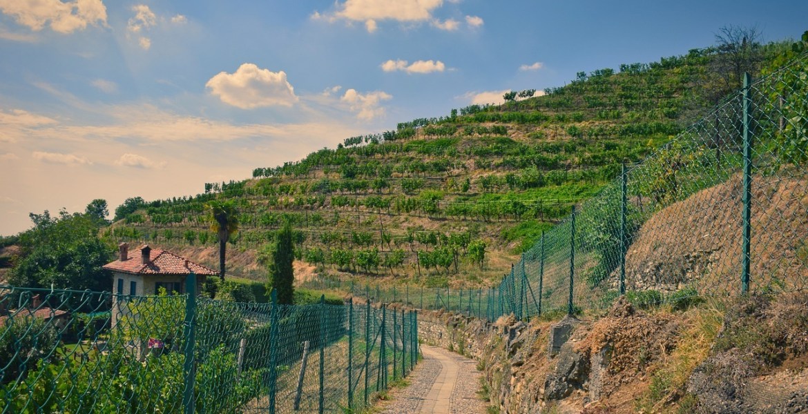 vineyards, green, natura
