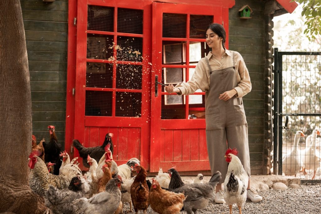 Woman Feeding Chickens