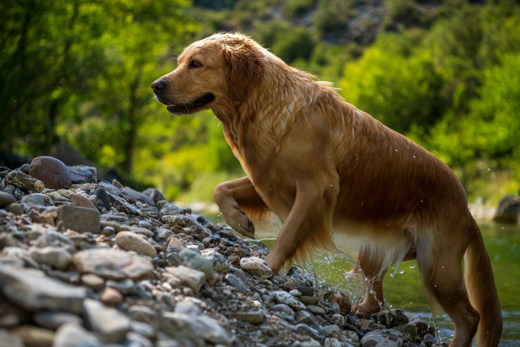 golden retriever lying on rocky ground during daytime