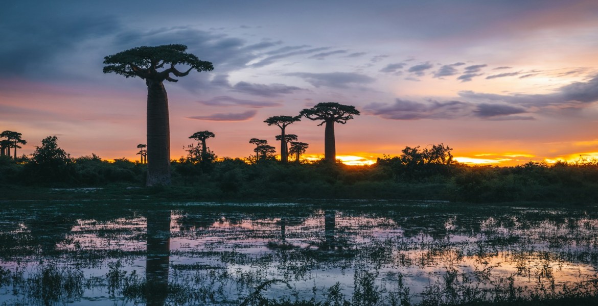 a group of palm trees standing in the middle of a swamp